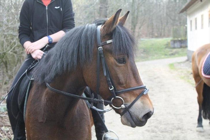 Anden særlig race Charley - <3 Foto Sofie billede 1