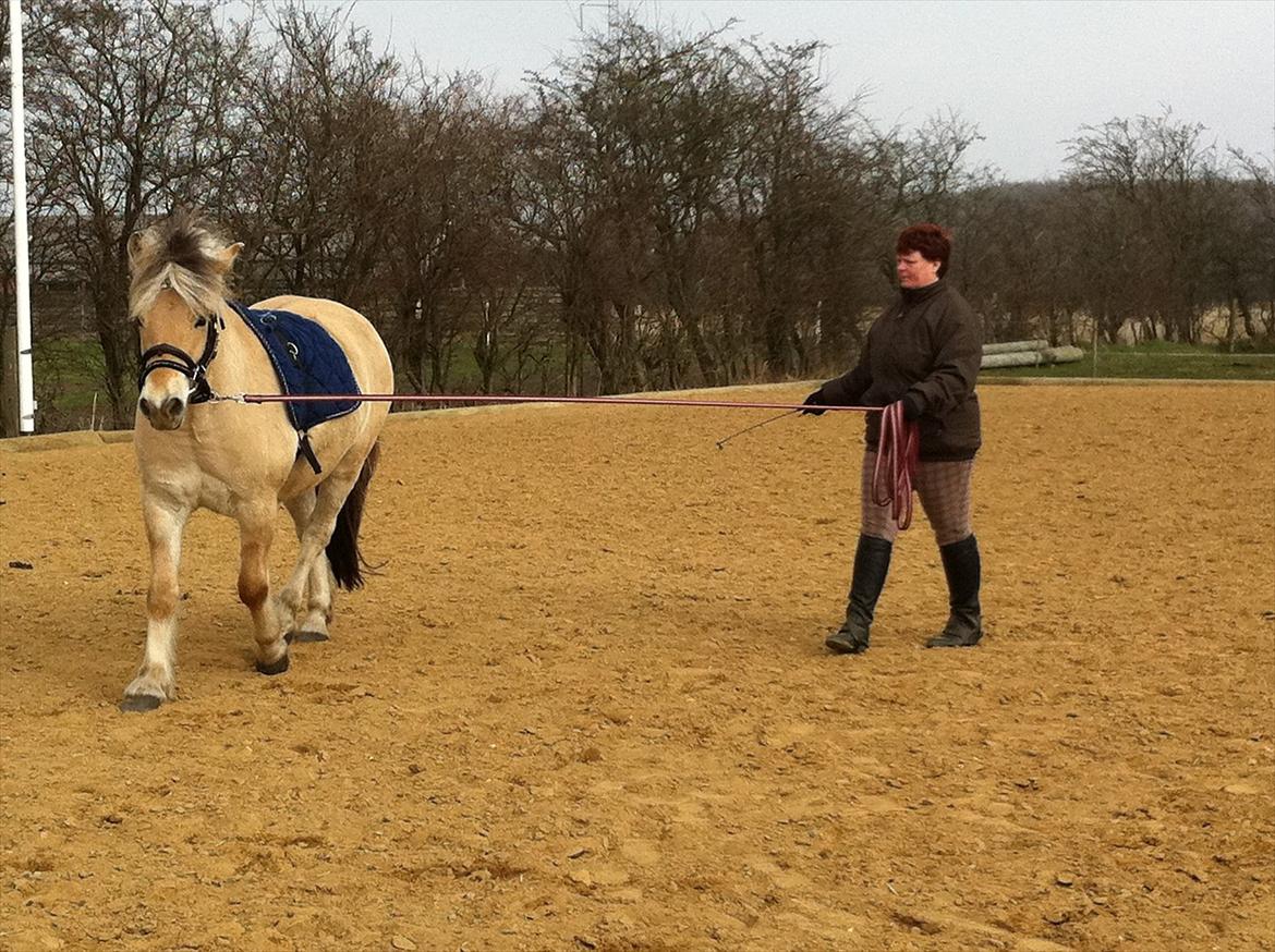 Fjordhest Debat Dalsgaard billede 9