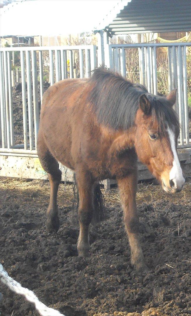 New Forest Cocio (Solgt) - Foto: Sille :-D billede 10