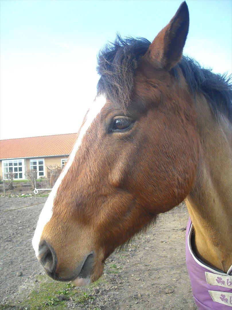 New Forest Cocio (Solgt) - Foto: Sille <3 billede 11