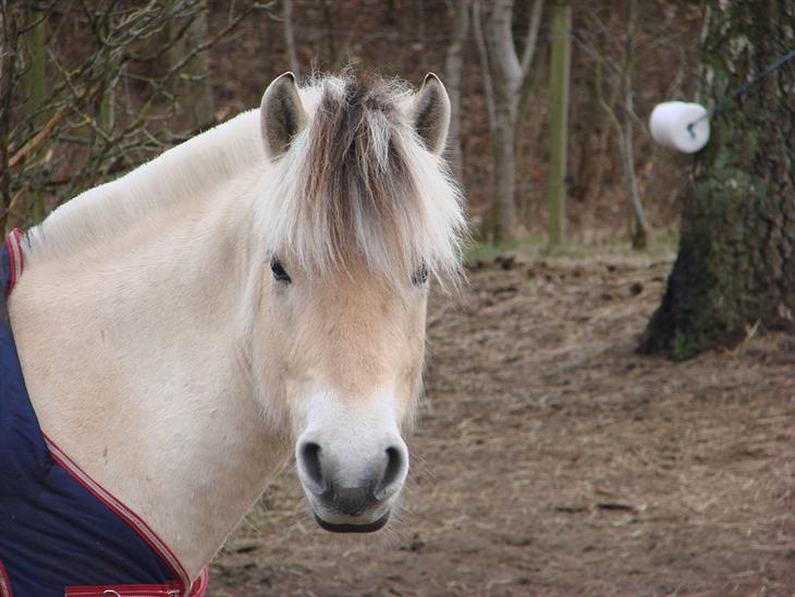 {{currentPhoto.altText}} billede {{currentPhoto.number}}