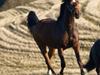 Trakehner Starwind [Himmelhest]