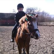 Anden særlig race Dixie