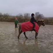 Anden særlig race Dixie