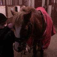 Anden særlig race Dixie