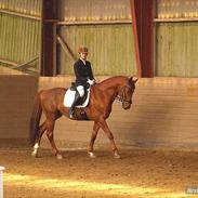 Trakehner Ferrari<3 Frejse, min ballademager!:*