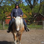 Haflinger Cindi