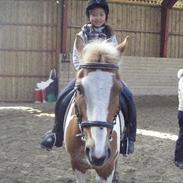 Pinto joejoe [rideskole]