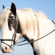 Tinker Paddy Blue ~ Min Soulmate ~ [Himmelhest]