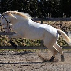 Lusitano Boreal