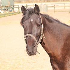 Welsh Cob (sec D) Holly