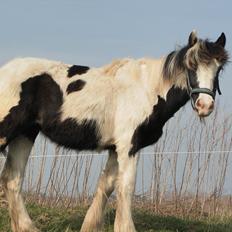 Irish Cob Emma "tidligere hest"