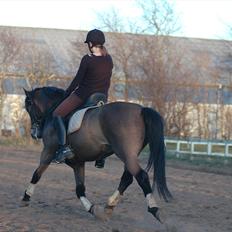 New Forest Elmholts Quick Step (: