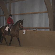 Pinto Kila´s Marcy  *Solgt*