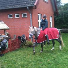 Anden særlig race Kløvermarks Rafall-SOLGT