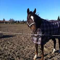 Dansk Varmblod Vallentina Bellisima