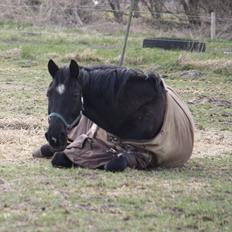 Dansk Varmblod Faunegårds Double (Bubbi)