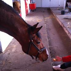 Dansk Varmblod Cocolou Comick