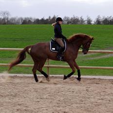 Dansk Varmblod Elverhøjs La Cour