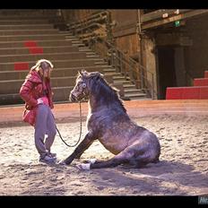 Welsh Mountain (sec A) Odysseus <3  *-*R.I.P*-*