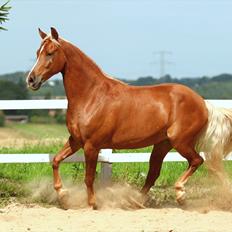 Tennessee Walker | I'm Gold and Dangerous