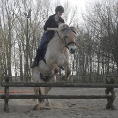 Fjordhest Mastrup Zolo forhenv.