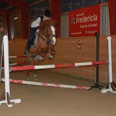 New Forest Stegstedgård's Pixeline<3 VBP<3