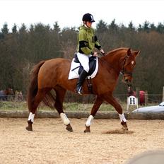 Dansk Varmblod Triton Oliver