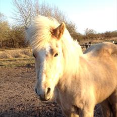 Islænder Katla fra Diget. |Truntepigen|