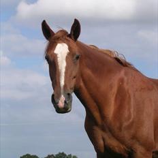 Hannoveraner Garwina