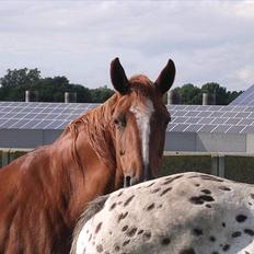 Hannoveraner Garwina