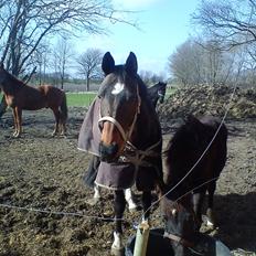 Dansk Varmblod Guinea