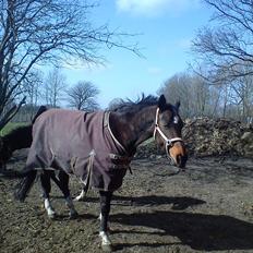Dansk Varmblod Guinea