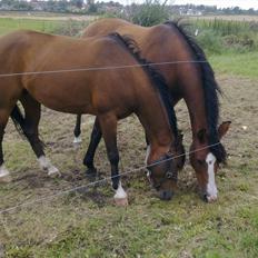 DSP Solvanggårds Kiki SDH 392