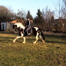 Barockpinto Chess Stensbæk