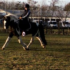 Barockpinto Chess Stensbæk