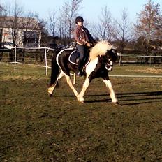 Barockpinto Chess Stensbæk