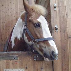 Pinto joejoe [rideskole]