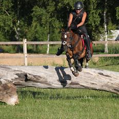 Welsh Pony af Cob-type (sec C) Gribsvads Tango<3 R.I.P