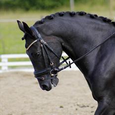 Welsh Cob (sec D) Carport's Chrysler