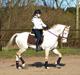 Lusitano Boreal