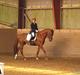 Trakehner Ferrari<3 Frejse, min ballademager!:*