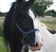 Irish Cob Sir Anthony de Canterville