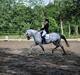 Trakehner Primaflora *Himmelhest*