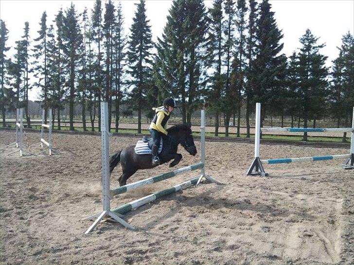 Shetlænder Degneløkken's Andrea - Mette indspringer Andrea ... de nåede op på 50 cm  billede 18