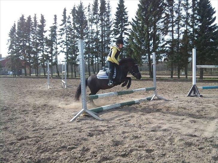 Shetlænder Degneløkken's Andrea - Mette indspringer Andrea billede 19