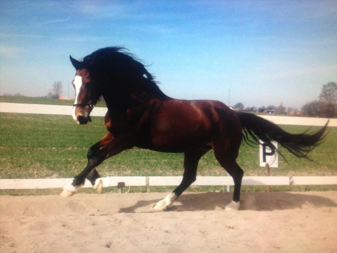 Welsh Cob (sec D) Nebo Tulip  - 27/03-12 billede 2