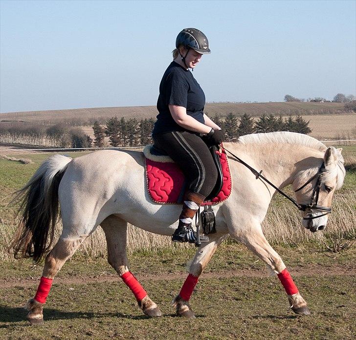 Fjordhest Sally (Lånehest) ~ True Friend ~ - ^^^ At mødes er en begyndelse.. At blive sammen er en proces.. At arbejde sammen er en succes.. - Henry Ford ^^^ billede 14