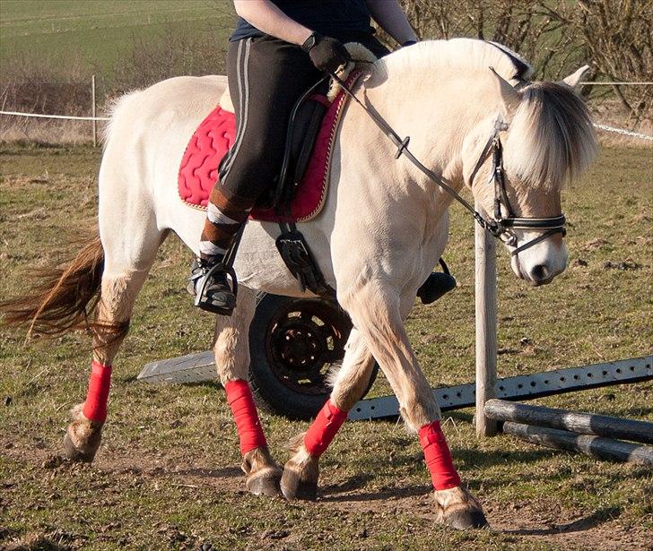 Fjordhest Sally (Lånehest) ~ True Friend ~ - Det du leger ind i hesten, vil den frivilligt gøre igen. Det du tvinger ind i den, skal du tvinge den til at gøre igen. - Morten Thomsen.. billede 8