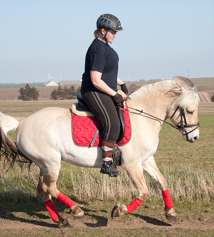 Fjordhest Sally (Lånehest) ~ True Friend ~ - ~ Jo bedre man bliver til at træne, jo klogere bliver ens hest...!! - Kelly Marks ~ billede 2